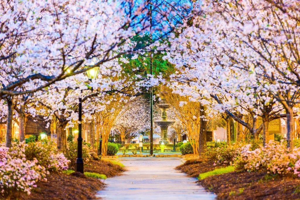 A walkway in Georgia surrounded by flourishing cherry blossoms